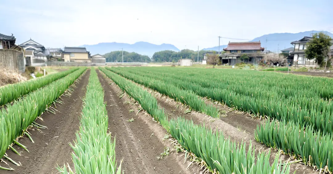 岡山県北部のブライトコーポレーションおよび白ねぎ圃場を訪問 ー周年供給に向けた取り組み