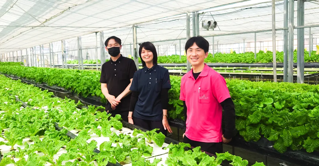 カネイファームを訪問｜サンチュの生育状況と栽培の取り組みを確認
