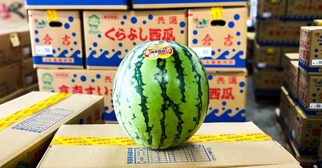倉吉から届いた珠玉の秋すいか 「抑制極味西瓜」が入荷しました